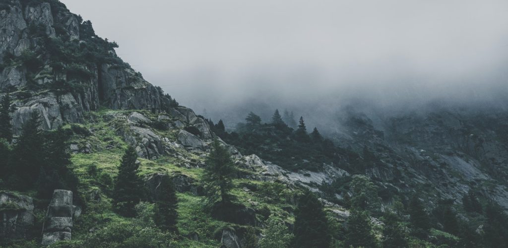 green leafed trees during fog time 167684.jpg